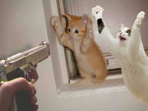 Gatomaluco2
