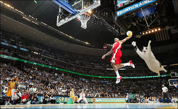 Gato basquete