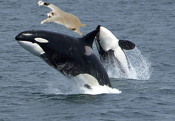 baleia