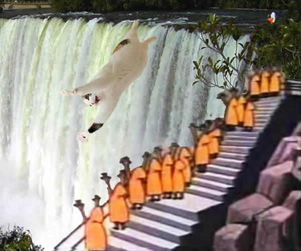 gato cataratas