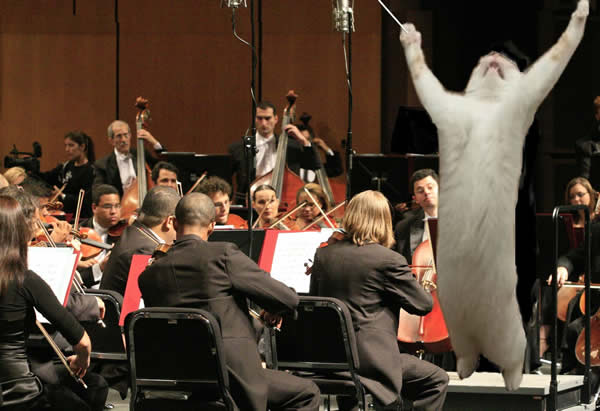 Gato Dramatico 10