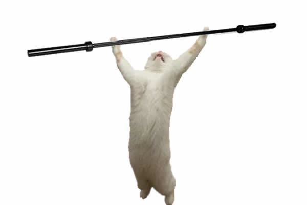 Gato Dramatico 3