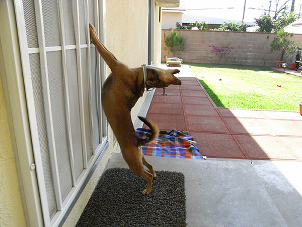 Cachorro Ginasta