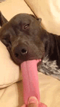 Lingua.gif