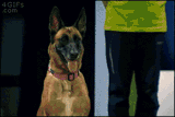 Cachorro.gif