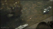 Peido.gif
