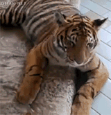 Suicida.gif