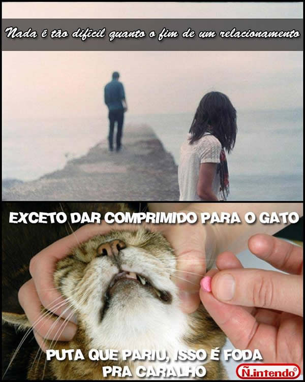 gato.jpg