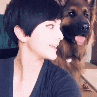 Olha O Dog Fotogênico