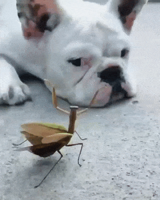 Se Liga Aí Na Minha Dancinha