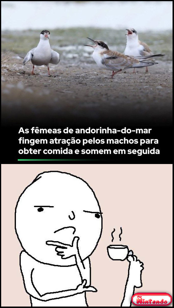 Comportamento Curioso 